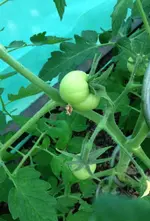 Tomate Atol.webp