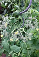 Tomate Besser.webp