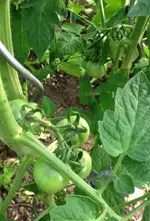 Tomate Haubners Vollendung.webp