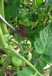 Tomate Haubners Vollendung.jpg