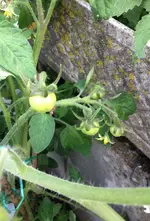 Tomate Rumba.webp
