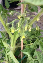 Tomate Vladivostock.webp
