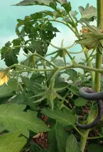 Tomate Zigan.webp