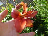 P1440041.webp