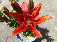 P1440027.webp
