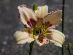 IMG_9676.jpg