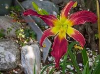 IMG_9688.jpg