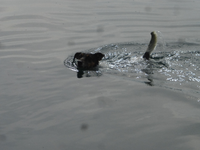 P1440188.webp