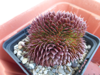 P1330630.webp