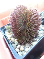 P1330631.webp