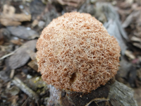 P1430580.webp