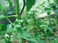 Purple Russian Tommis.webp