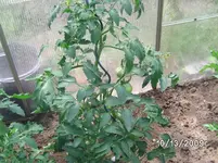 Orange Russian.webp