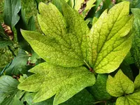 Baumpfingstrose_Blatt.webp