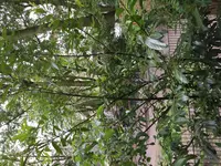 image.webp