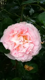 IMG-20150618-WA0006.webp