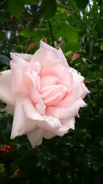 IMG-20150618-WA0003.webp