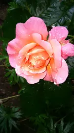 IMG-20150618-WA0004.webp
