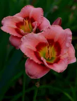 tempducerises2.webp