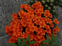 DSC01772.webp