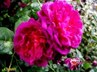 IMG_5094.webp