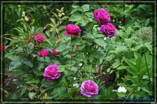 comp_DSC03803.jpg