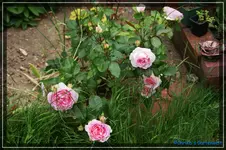 comp_DSC03808.jpg