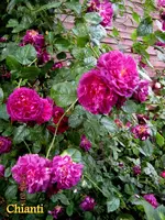IMG_5137-001.webp