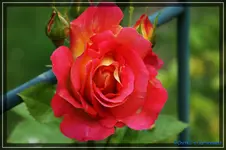 comp_DSC03807.webp