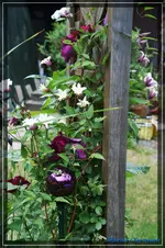 comp_DSC03810.webp