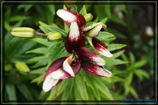 comp_DSC03797.webp