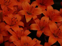 DSC01777.webp