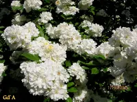 IMG_5306.webp