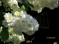IMG_5308.webp