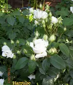 IMG_5290.webp