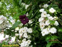 IMG_5139.webp