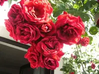 BILD4118.webp