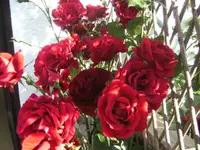 BILD4120.JPG