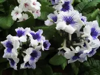 Bilda087.webp