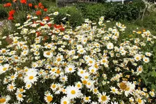 DSCF1466 (2).webp