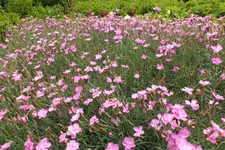 DSCF1477.webp