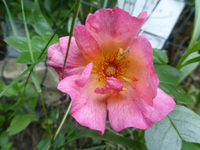 P1420934.webp