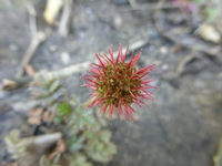 P1440043.webp