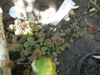 P1440044.webp