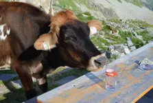 Milk cow.webp