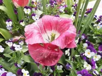 Bilda010.webp