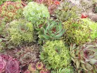 Bilda040.webp
