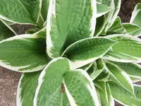 Bilda117.webp