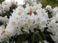 Bilda070.webp