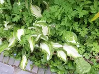 Bilda059.webp